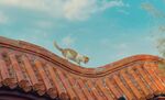 屋顶猫咪
