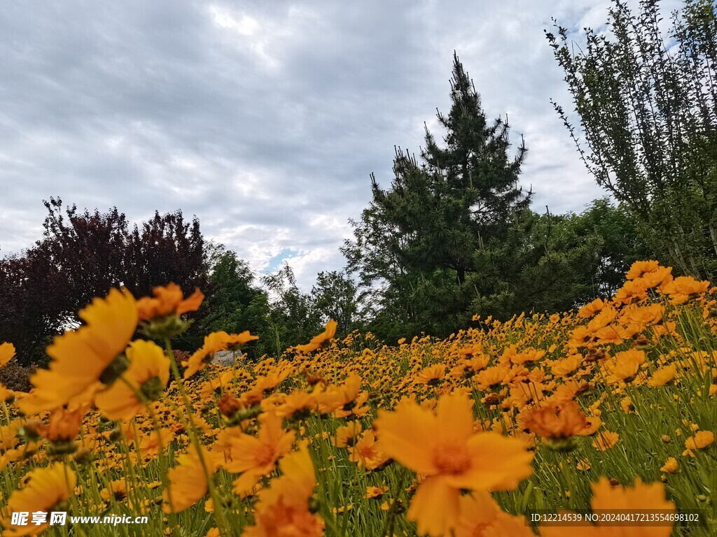 小黄花 黄色小花