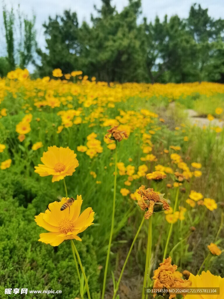 小黄花黄色花海