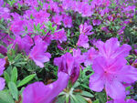 杜鹃花