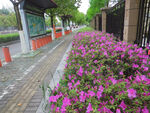 杜鹃花