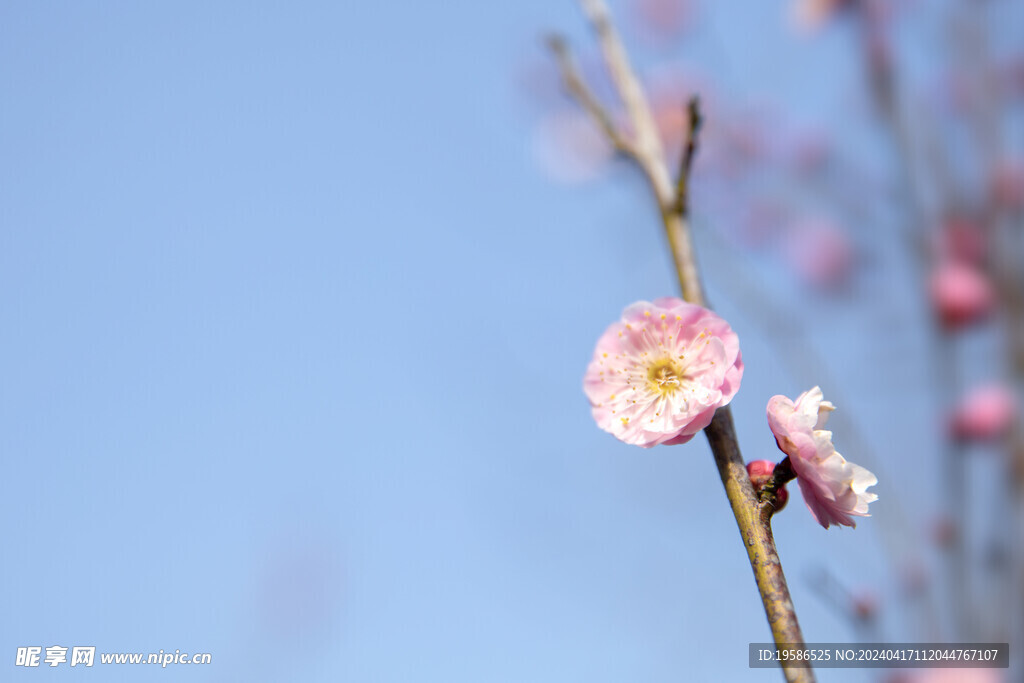 樱花