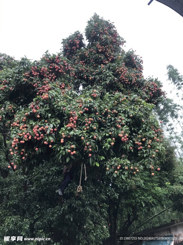 荔枝树