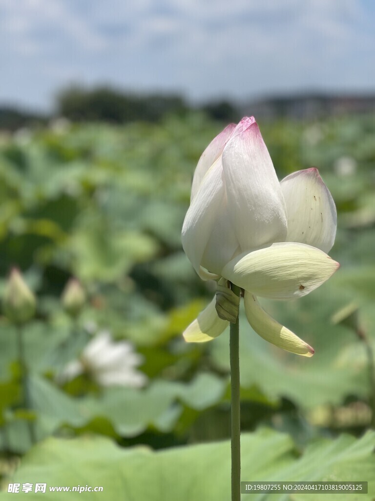 一支荷花