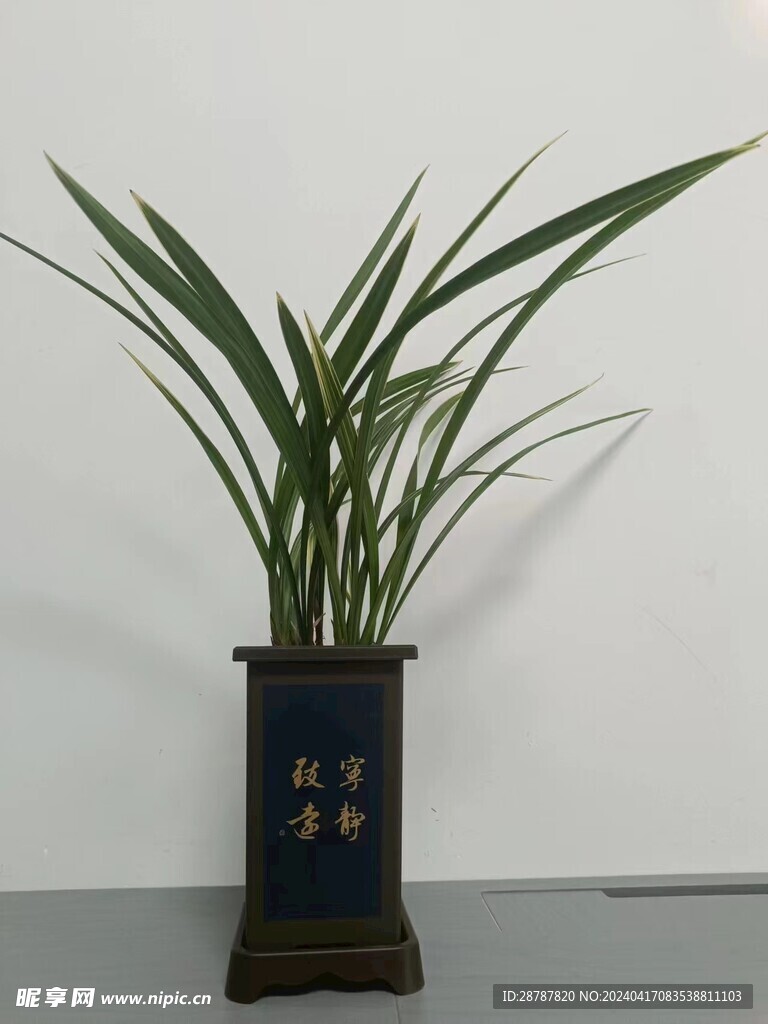 兰草 