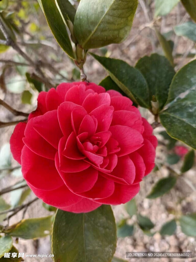 山茶花