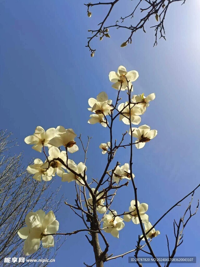 木棉花