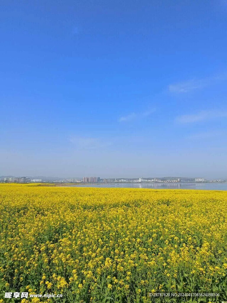 油菜花