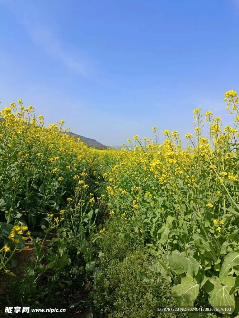 油菜花