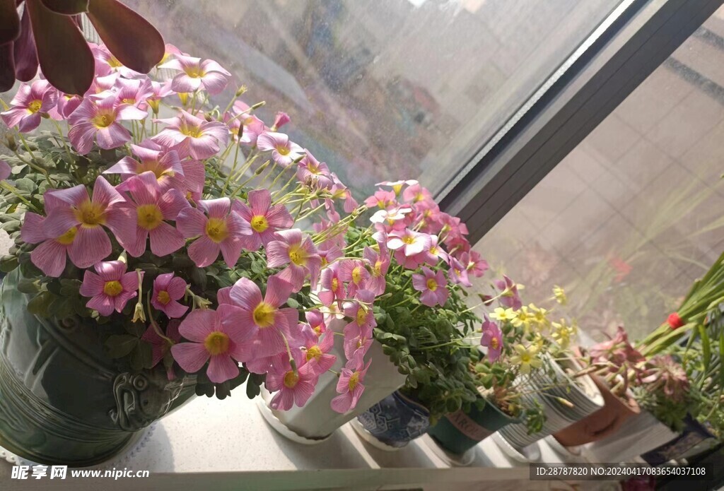 粉花酢浆草
