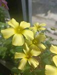 黄花醋浆草