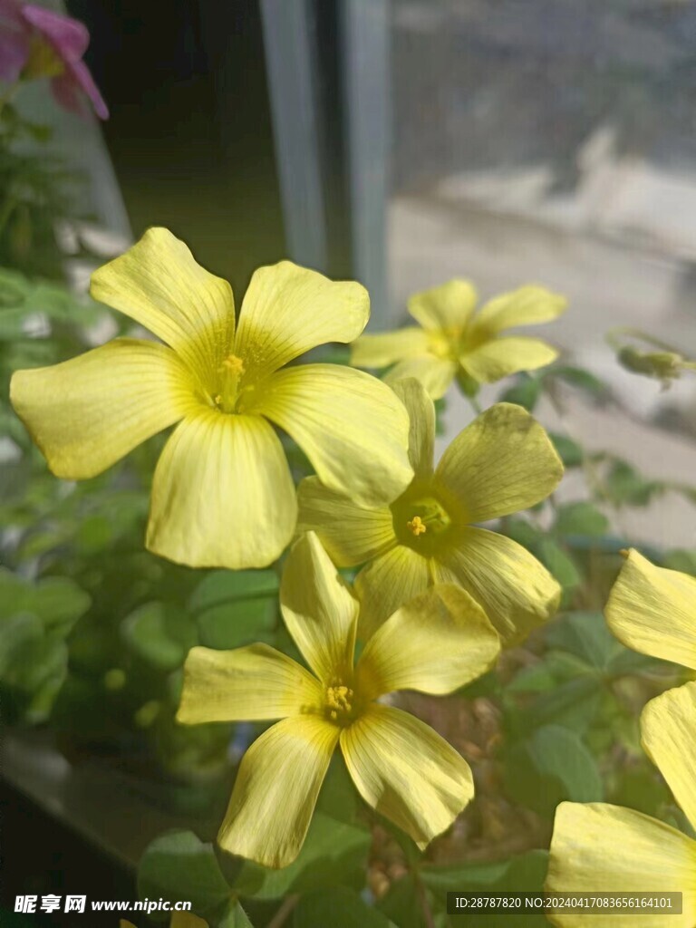 黄花醋浆草