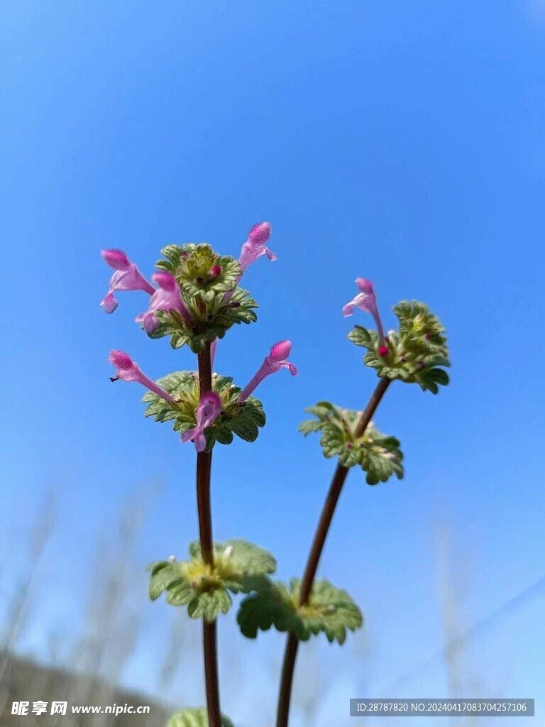 益母草