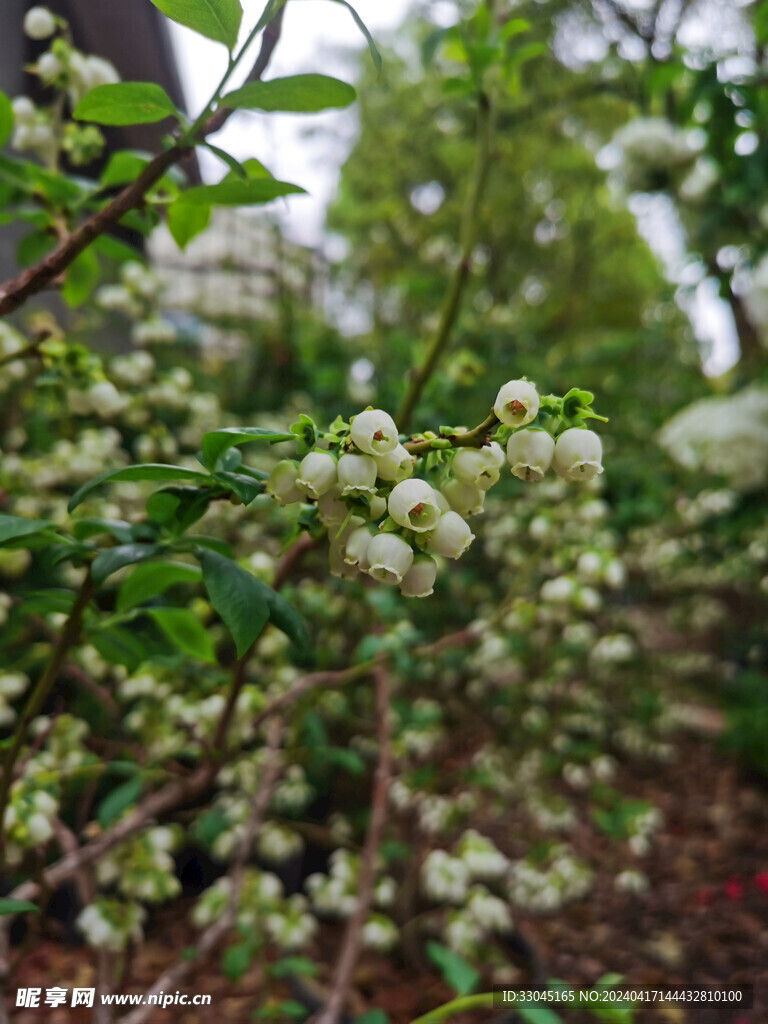 蓝莓花