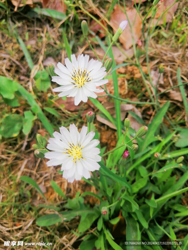 野花