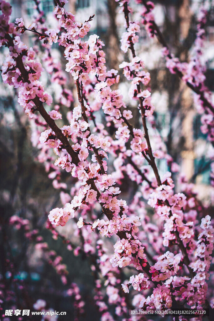 樱花