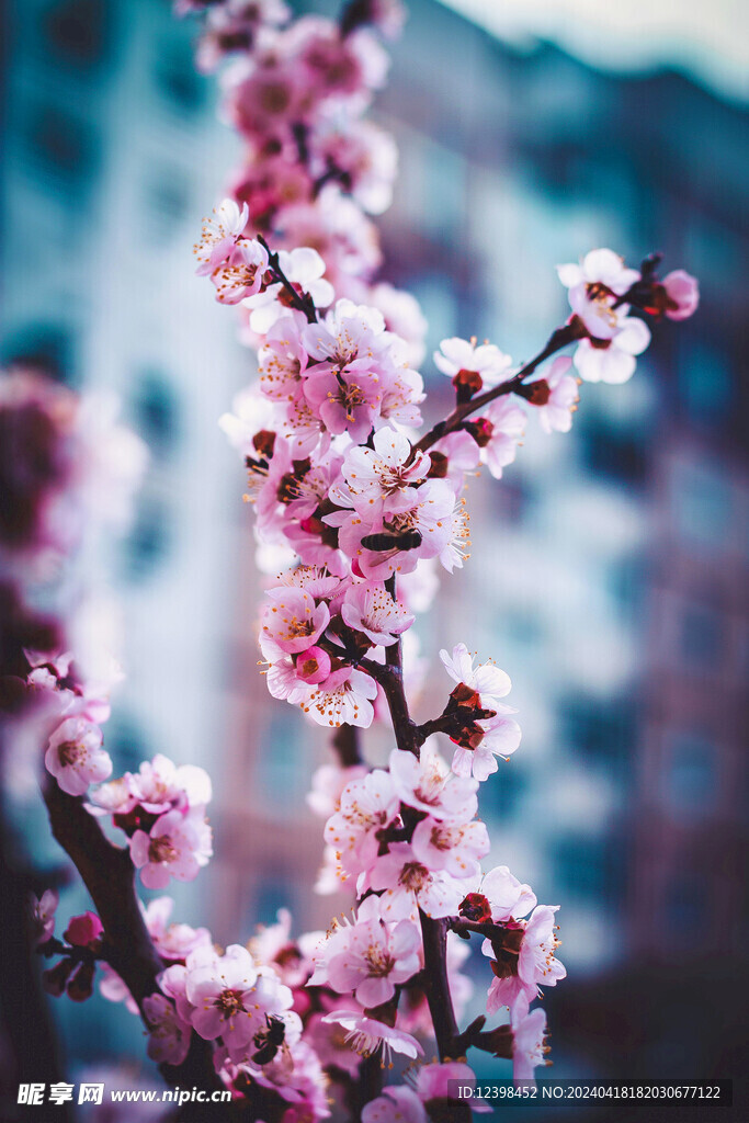樱花