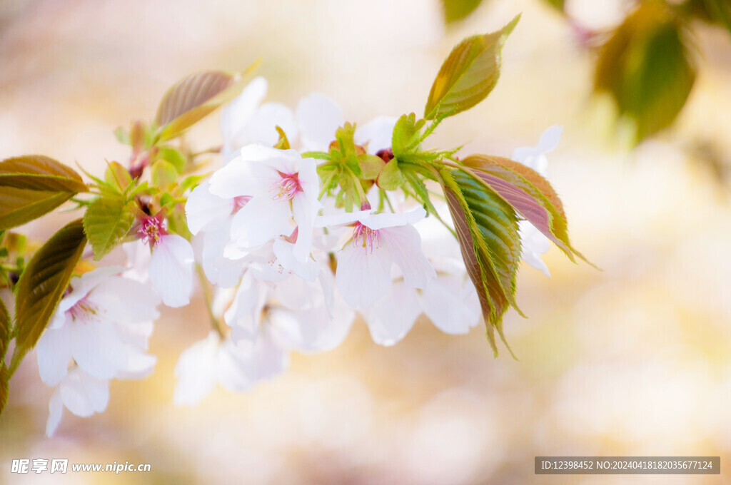 樱花