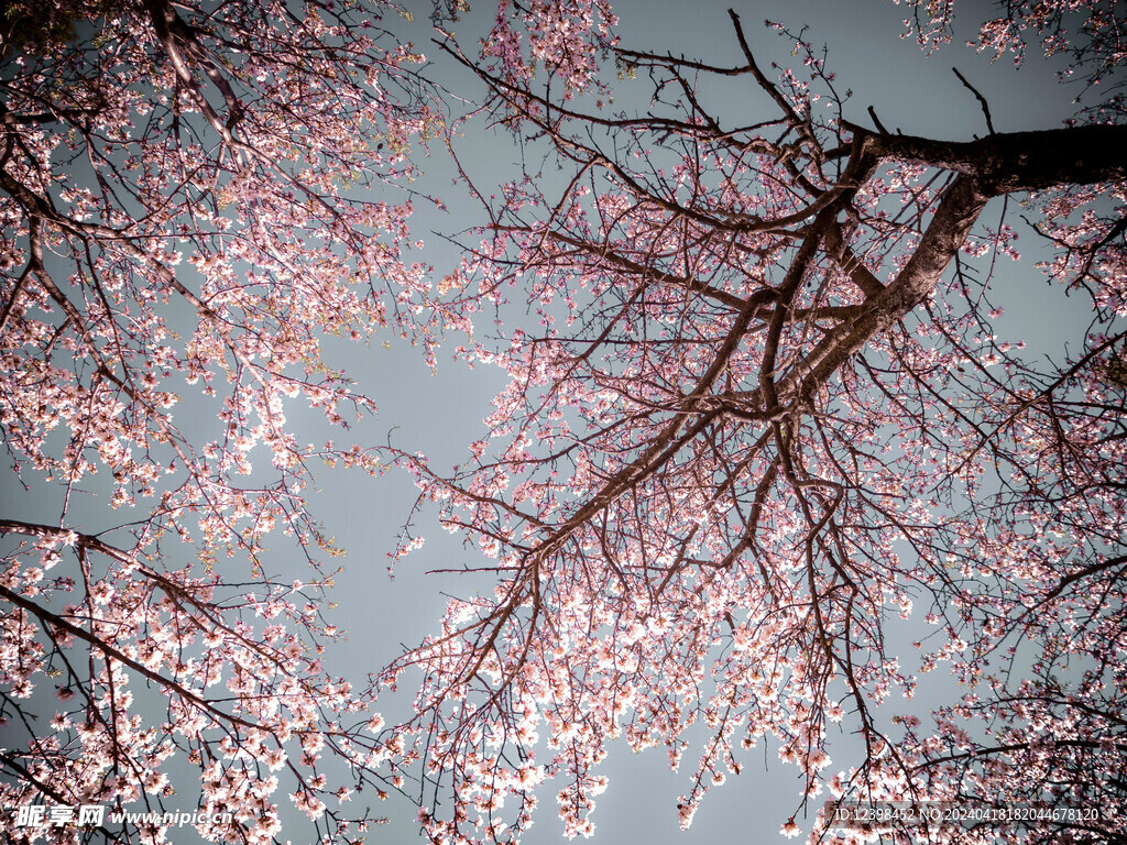 樱花