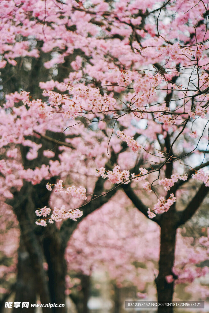 樱花