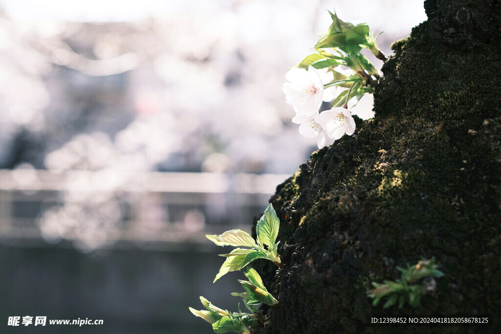 樱花