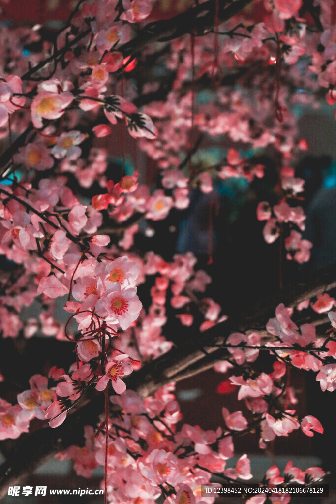 樱花