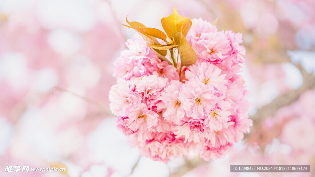 樱花