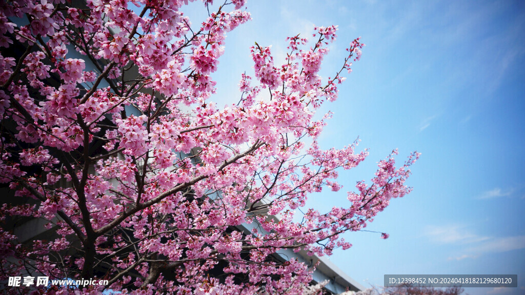 樱花