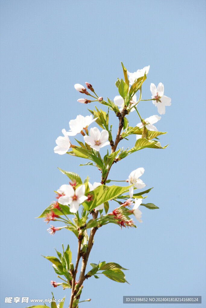 樱花