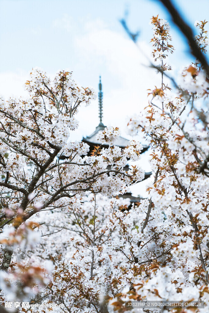 樱花