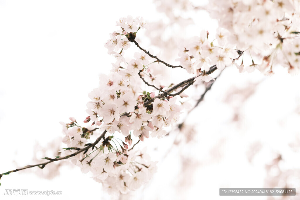 樱花