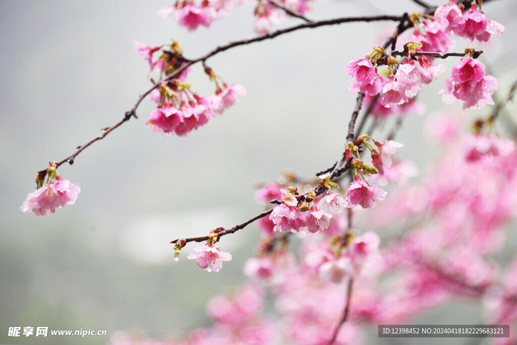樱花