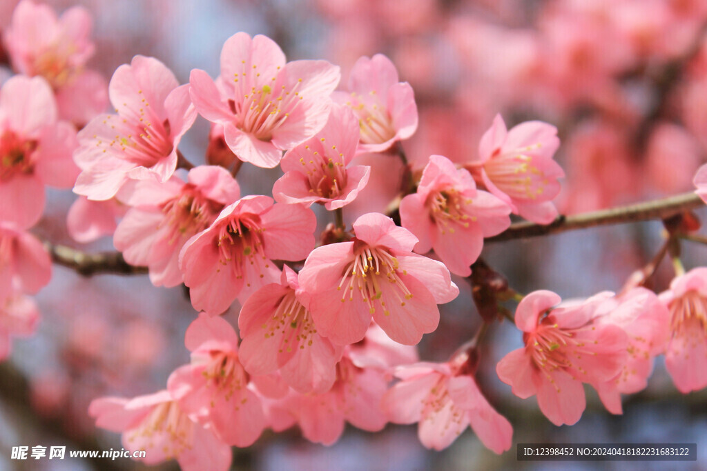 樱花