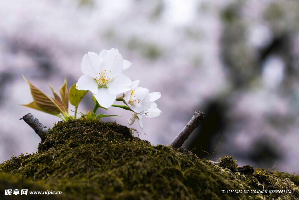 樱花