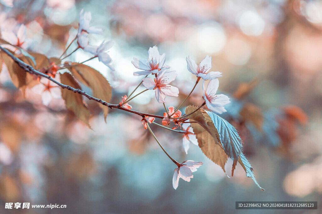 樱花