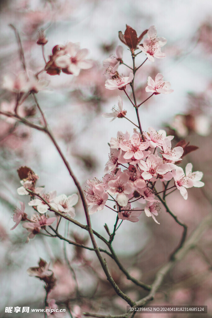 樱花