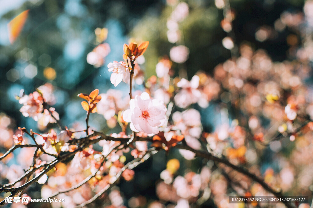 樱花