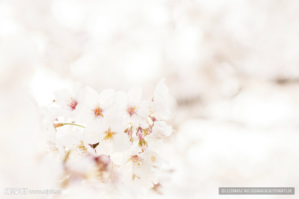 樱花