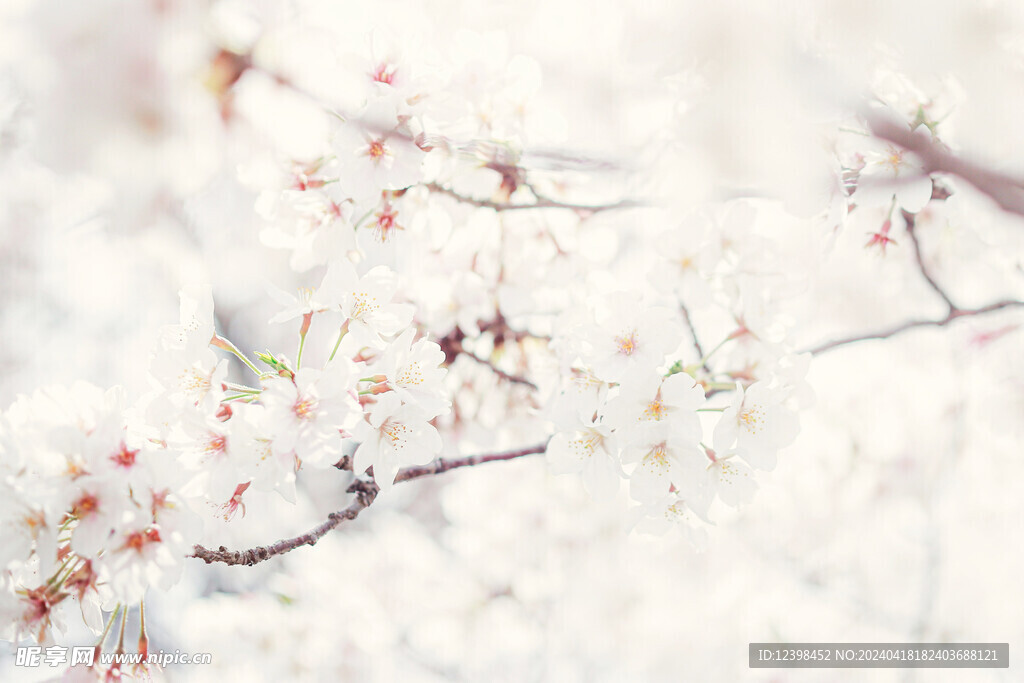 樱花