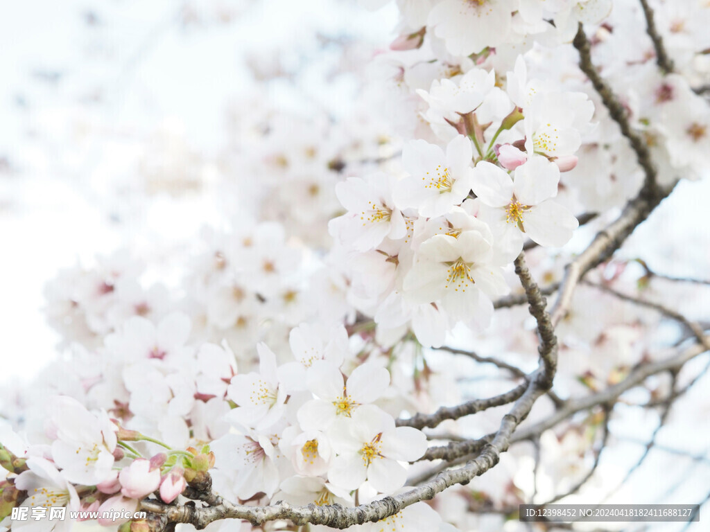 樱花
