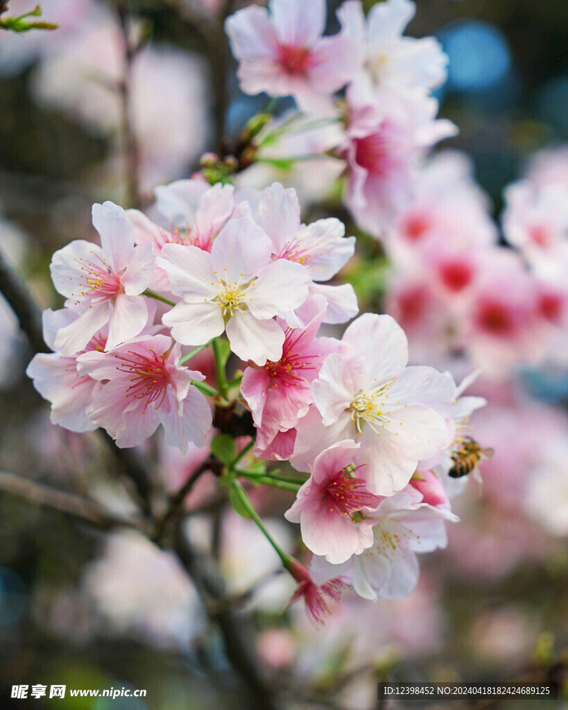 樱花