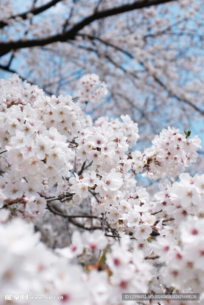 樱花