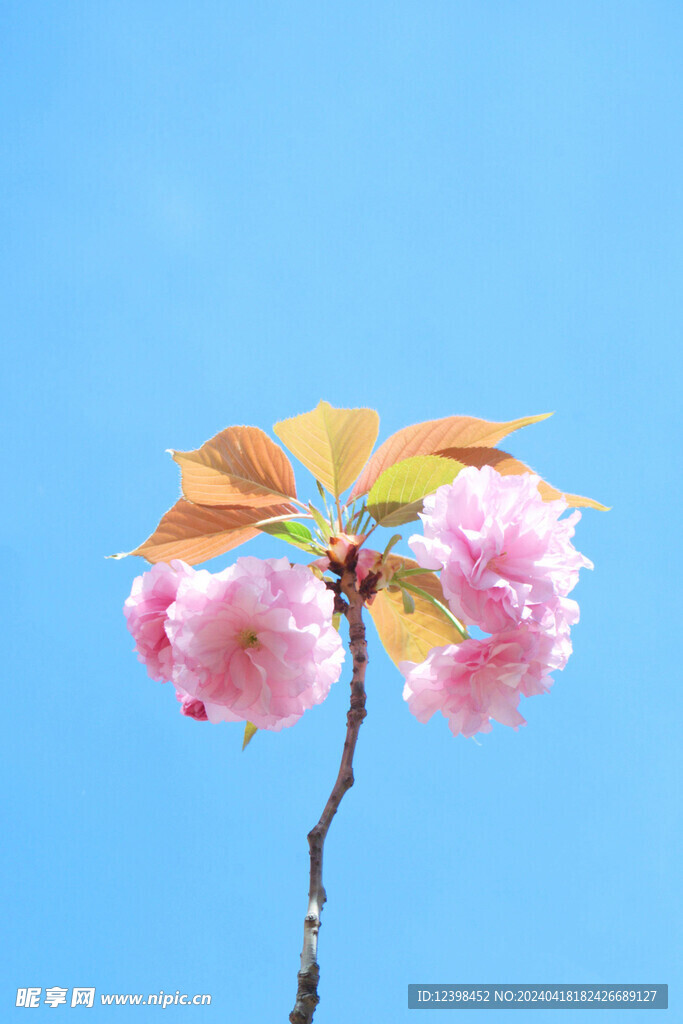 美丽的樱花