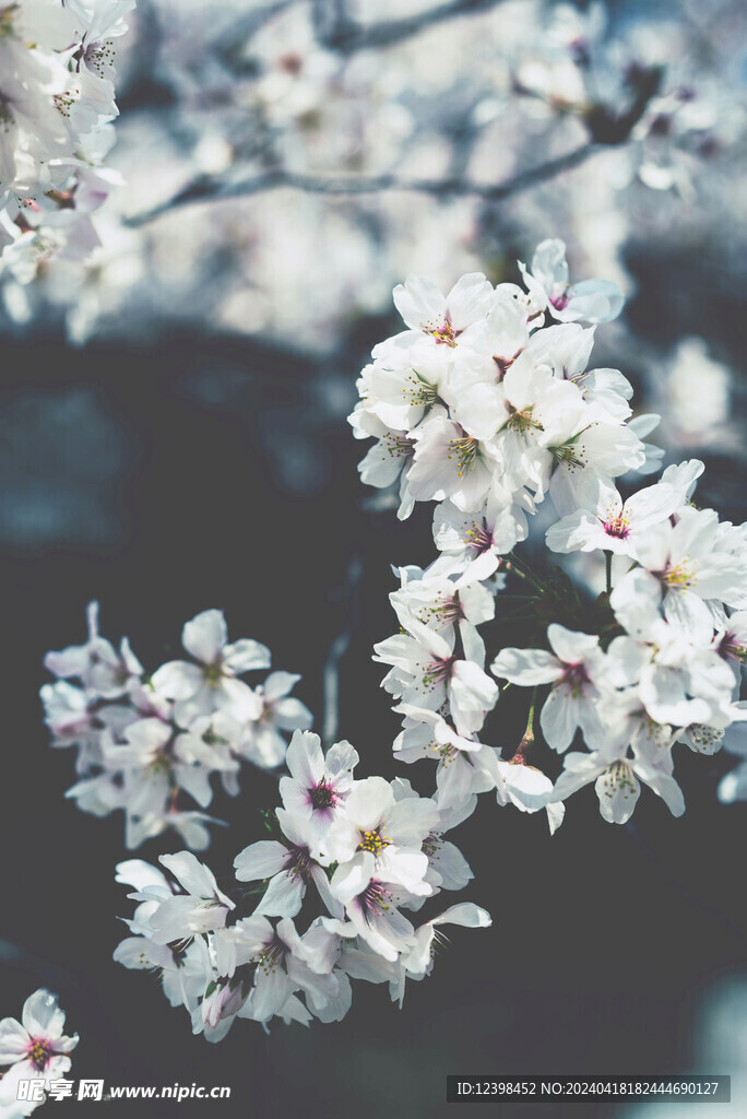 樱花