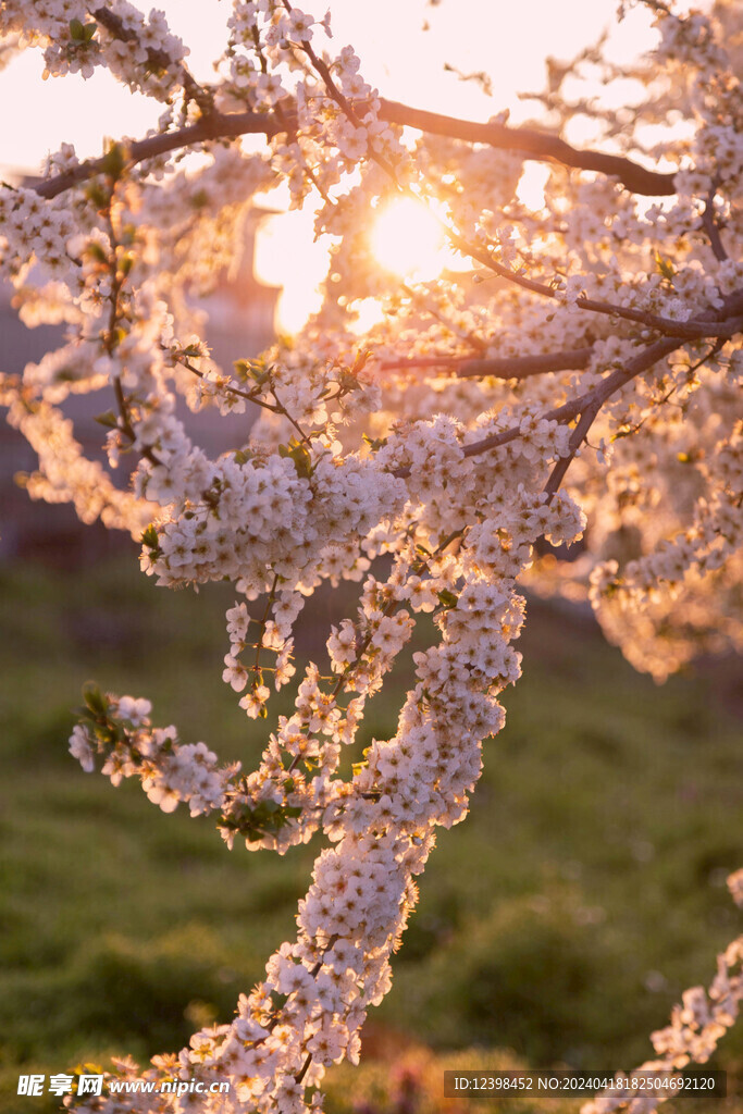 樱花