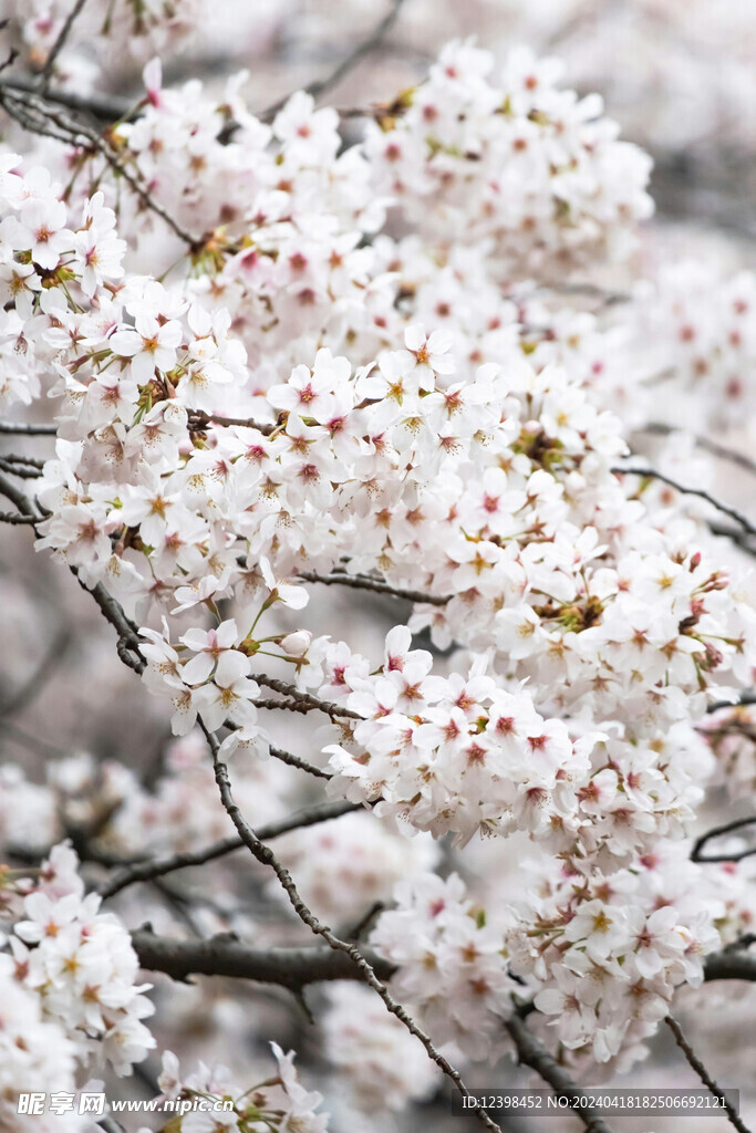 樱花