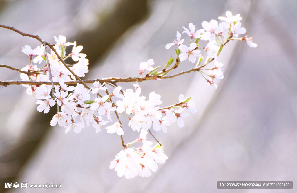 樱花