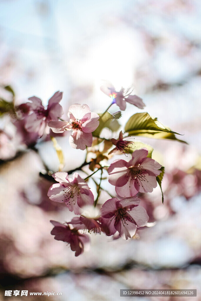 樱花