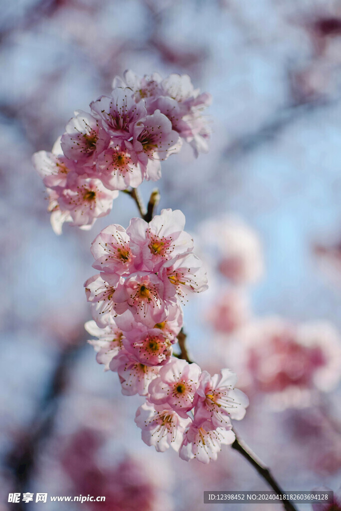 樱花