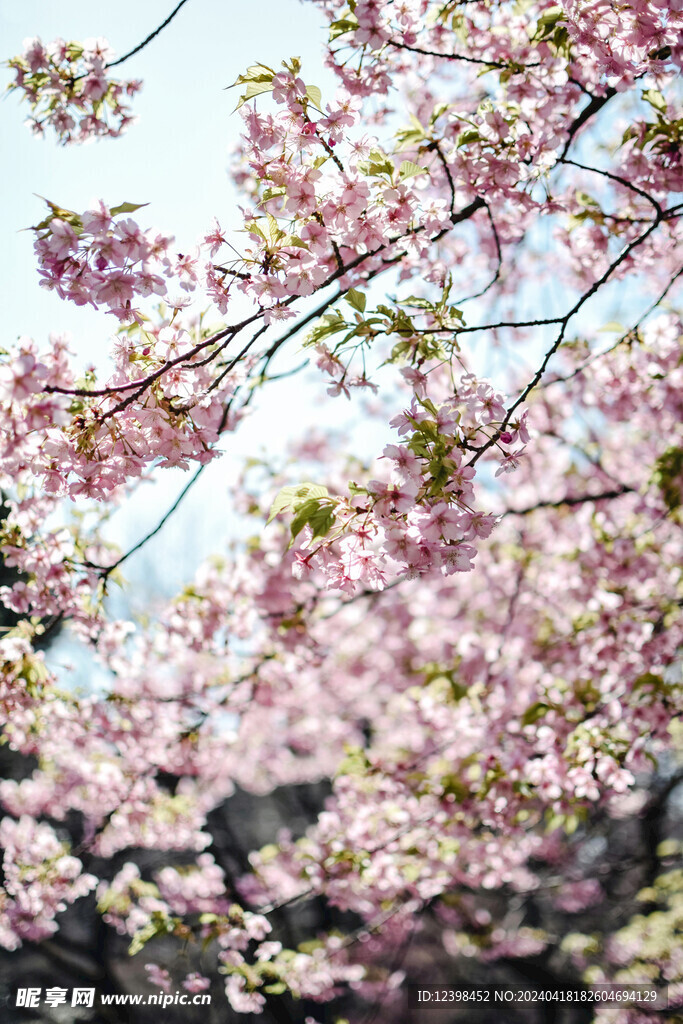 樱花